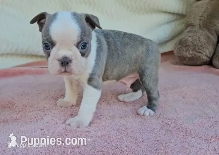 Grayson – Boston Terrier puppy for sale in Oneida, NY