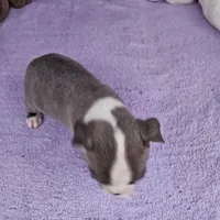 Benny, a male Boston Terrier for sale in Oneida, NY – Photo 2 of 2