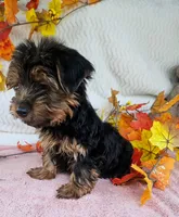 Sal, a male Yorkshire Terrier for sale in Oneida, NY – 2 of 4
