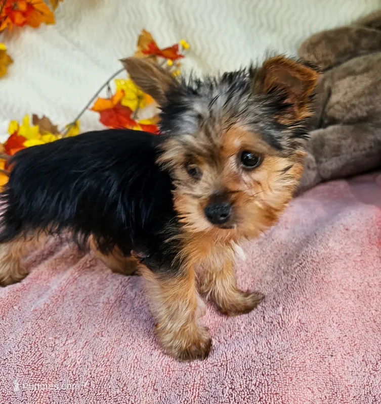 Jake – Yorkshire Terrier puppy for sale in Oneida, NY