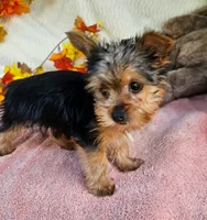 Jake, a male Yorkshire Terrier for sale in Oneida, NY – 1 of 3