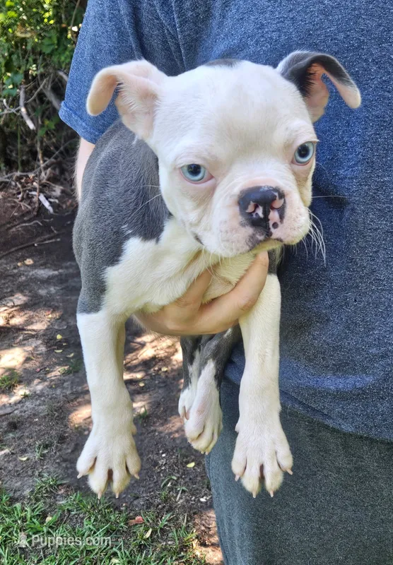 Sinatra ( ole blue eyes ) – Boston Terrier puppy for sale in Oneida, NY