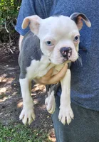 Sinatra ( ole blue eyes ), a male Boston Terrier for sale in Oneida, NY – 1 of 6