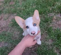 Diamond , a female Pembroke Welsh Corgi for sale in Oneida, NY – 4 of 4