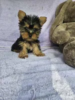 Bob , a male Yorkshire Terrier for sale in Oneida, NY – Photo 2 of 4