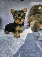 Bob , a male Yorkshire Terrier for sale in Oneida, NY – Photo 3 of 4