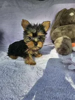 Bob , a male Yorkshire Terrier for sale in Oneida, NY – Photo 4 of 4