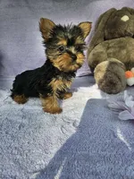 Bob , a male Yorkshire Terrier for sale in Oneida, NY – Photo 1 of 4