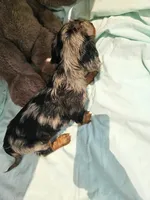 Natalie , a female Miniature Dachshund for sale in Oneida, NY – 3 of 3