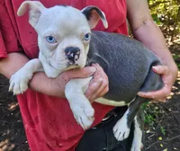 Sinatra ( ole blue eyes ), a male Boston Terrier for sale in Oneida, NY – 2 of 6