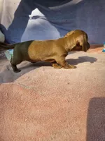 Ruby, a female Miniature Dachshund for sale in Oneida, NY – 3 of 4