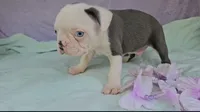 Sinatra ( ole blue eyes ), a male Boston Terrier for sale in Oneida, NY – 2 of 3