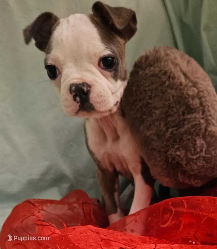 Lala – Boston Terrier puppy for sale in Oneida, NY