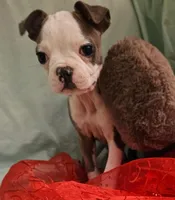 Lala, a female Boston Terrier for sale in Oneida, NY – 1 of 4