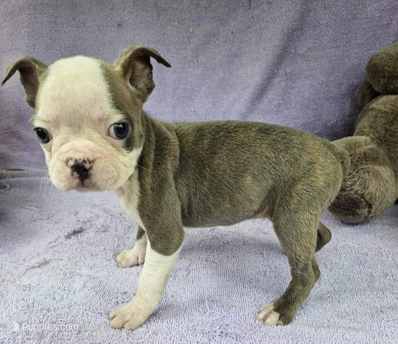 Lala – Boston Terrier puppy for sale in Oneida, NY