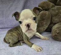 Lala, a female Boston Terrier for sale in Oneida, NY – Photo 2 of 2