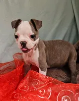 Lala, a female Boston Terrier for sale in Oneida, NY – 4 of 4