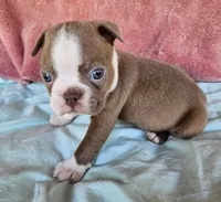 Rex, a male Boston Terrier for sale in Oneida, NY – 3 of 4