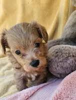 Marvin, a male Maltipoo for sale in Oneida, NY – 2 of 4