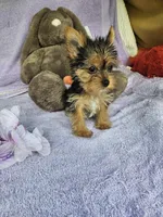 Pam, a female Yorkshire Terrier for sale in Oneida, NY – Photo 3 of 4