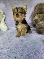 Pam, a female Yorkshire Terrier for sale in Oneida, NY – Photo 4 of 4