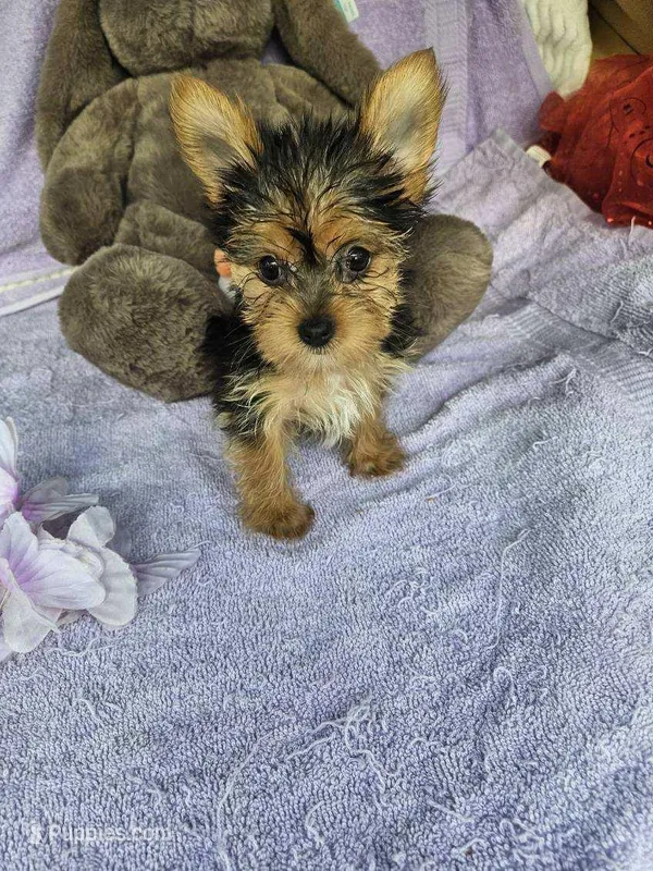 Pam – Yorkshire Terrier puppy for sale in Oneida, NY