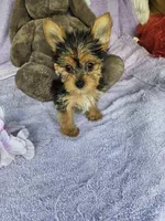 Pam, a female Yorkshire Terrier for sale in Oneida, NY – Photo 1 of 4