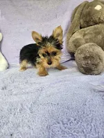 Pam, a female Yorkshire Terrier for sale in Oneida, NY – Photo 2 of 4