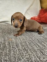 Dixie, a female Dachshund for sale in Oneida, NY – Photo 2 of 2