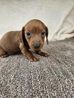 Dixie, a female Dachshund for sale in Oneida, NY – Photo 1 of 2