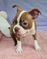 Rusty, a male Boston Terrier for sale in Oneida, NY – 3 of 3