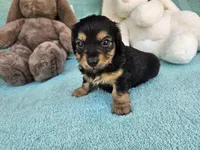 Misty , a female Dachshund for sale in Oneida, NY – Photo 1 of 3