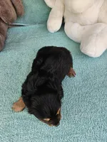 Misty , a female Dachshund for sale in Oneida, NY – Photo 2 of 3