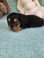 Misty , a female Dachshund for sale in Oneida, NY – Photo 3 of 3