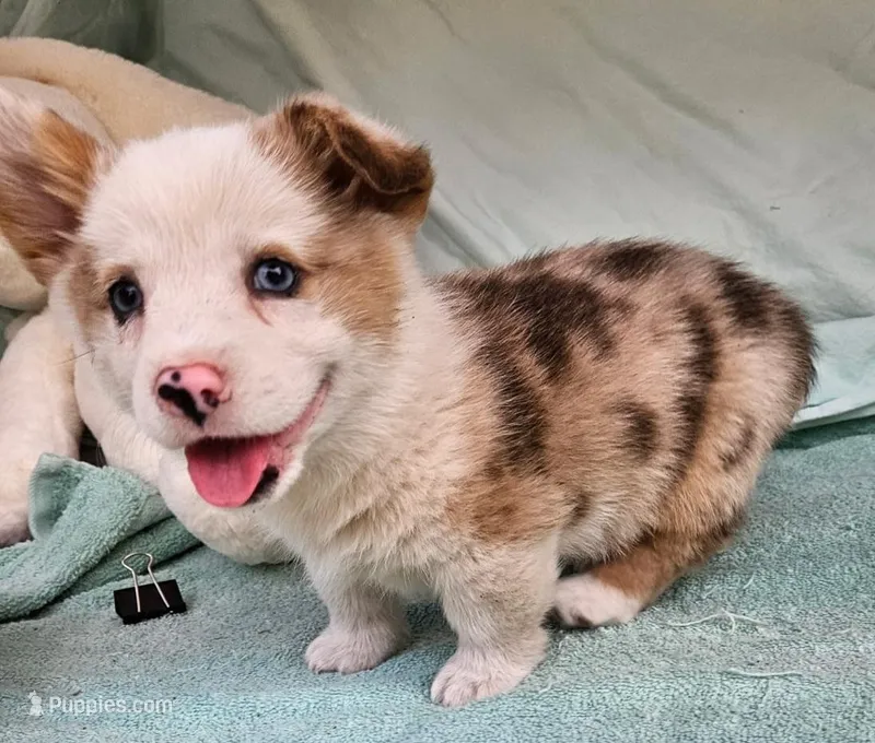 Petey – Pembroke Welsh Corgi puppy for sale in Oneida, NY