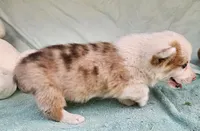 Petey, a male Pembroke Welsh Corgi for sale in Oneida, NY – Photo 3 of 3