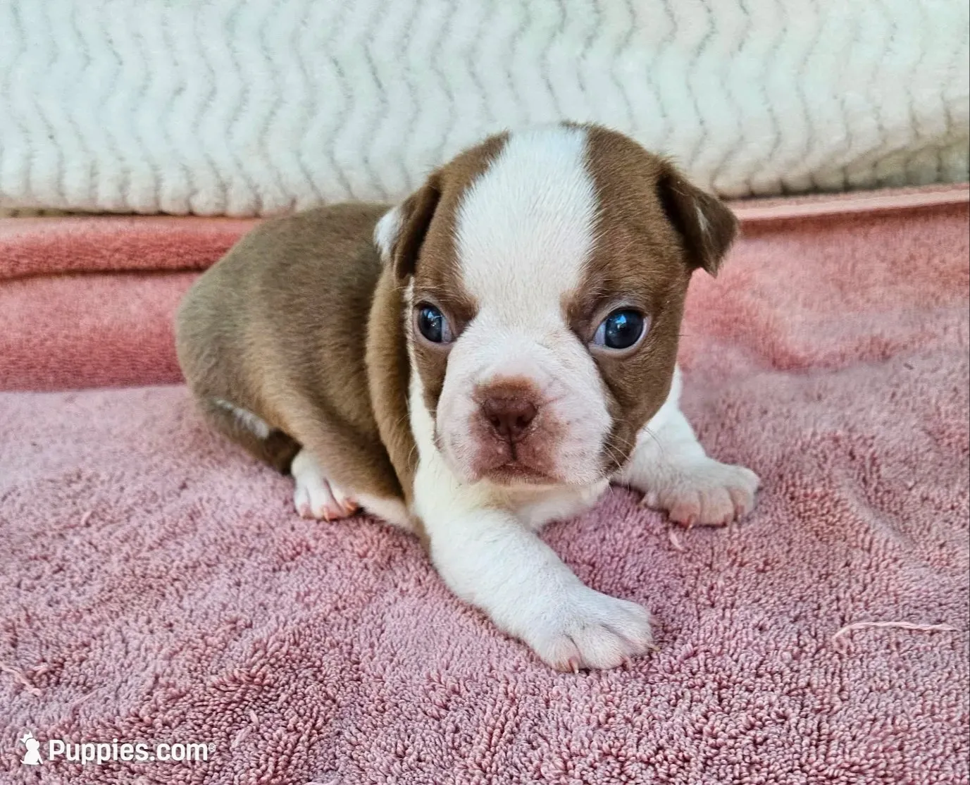 Red, a male Boston Terrier for sale in Oneida, NY – 1 of 5