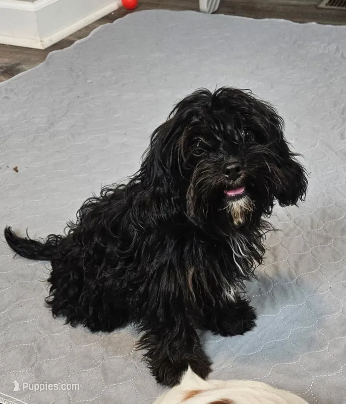 Pepper – Cavapoo puppy for sale in Oneida, NY