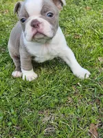Teddie, a female Boston Terrier for sale in Oneida, NY – Photo 1 of 2
