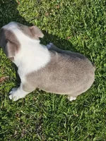 Teddie, a female Boston Terrier for sale in Oneida, NY – Photo 2 of 2