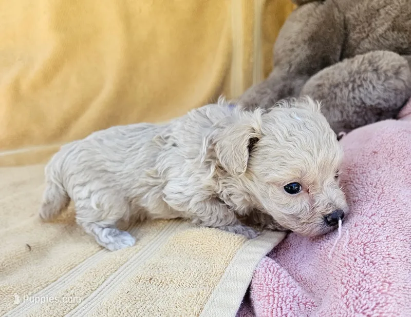 Maxy – Maltipoo puppy for sale in Oneida, NY