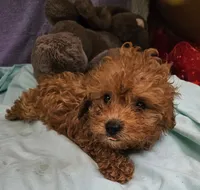 Mikey, a male Poodle - Toy  for sale in Oneida, NY – 3 of 4