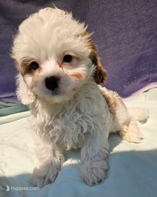 Jimmie  – Cavapoo puppy for sale in Oneida, NY