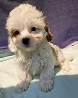 Jimmie , a male Cavapoo for sale in Oneida, NY – 1 of 4