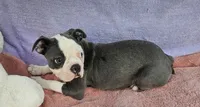Drake , a male Boston Terrier for sale in Oneida, NY – 4 of 5