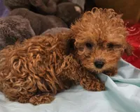 Mikey, a male Poodle - Toy  for sale in Oneida, NY – 2 of 4