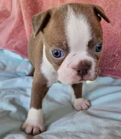 Rex, a male Boston Terrier for sale in Oneida, NY – 4 of 4
