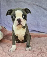 Dora, a female Boston Terrier for sale in Oneida, NY – 2 of 4