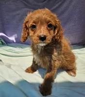 Shirley, a male Cavapoo for sale in Oneida, NY – 3 of 3