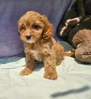 Laverne, a male Cavapoo for sale in Oneida, NY – 3 of 3
